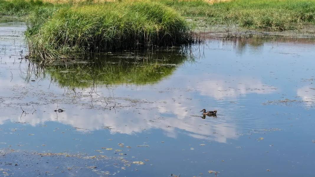 Diyarbakır’daki gölet 110 kuş türüne yuva oldu 3